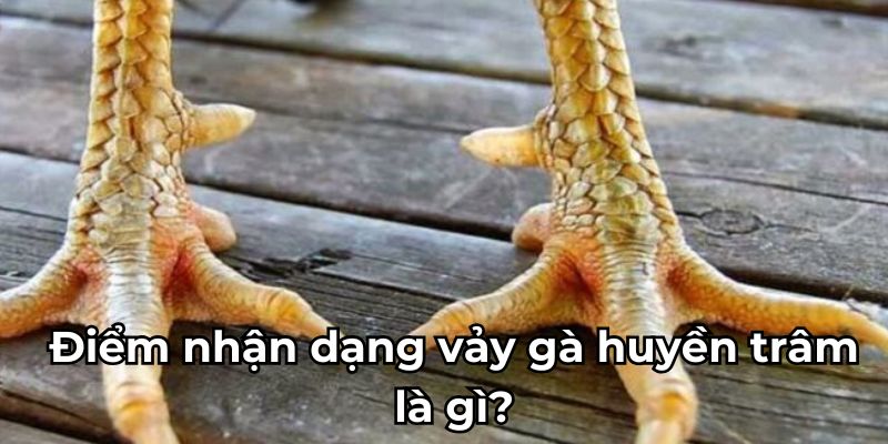 Điểm nhận dạng vảy gà huyền trâm là gì?