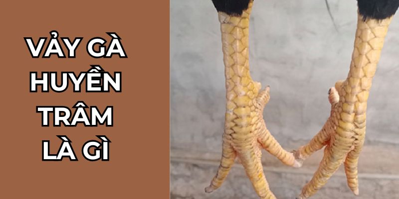 Vảy gà huyền trâm tại Daga88