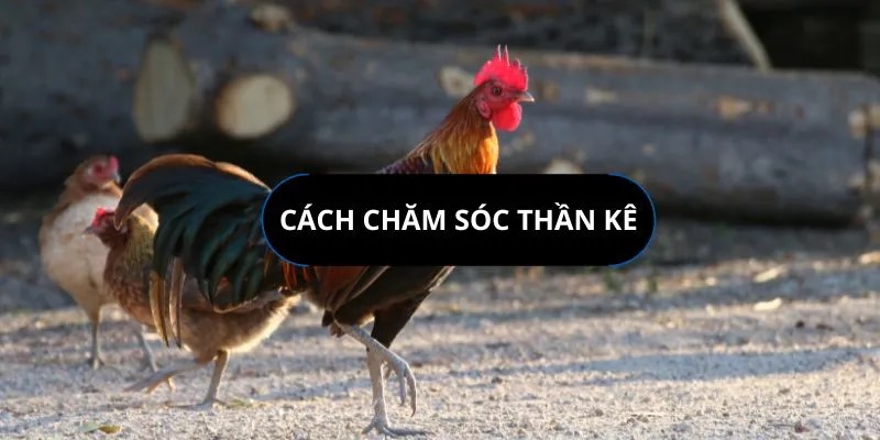 Cách chăm sóc kê có vảy nội hoa đăng là gì?